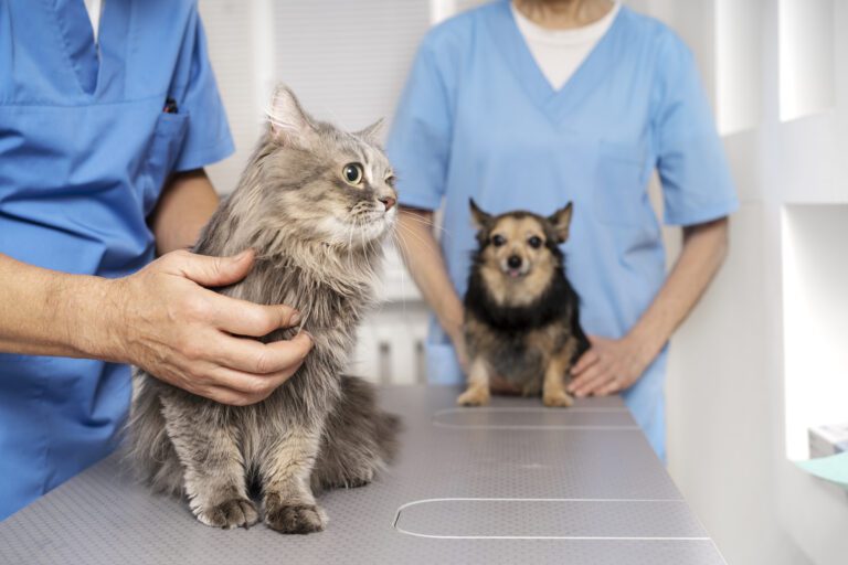 【Sunny Animal Hospital取材】カンボジアで安心してペットを育てるには？